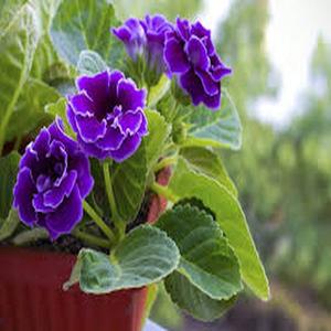 100 Granos Semillas de Sinningia Speciosa Mezcladas, Colores Variados, Fácil de Cultivar, Decoración de Interiores, Ideal para Casa y Balcones