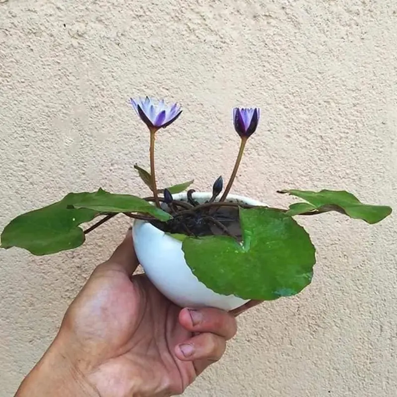 Cây hoa s.ú.ng thái mini sẳn hoa 0
