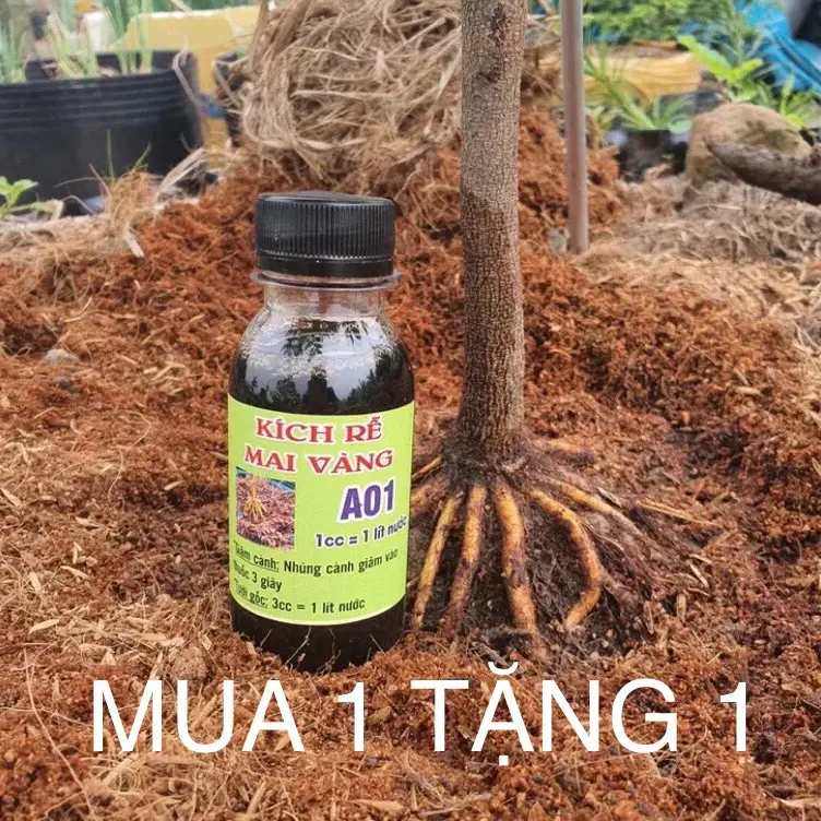 Kích Rễ Mai Vàng A01 mùa 1 tặng 1 khuyến mãi kênh mới 0