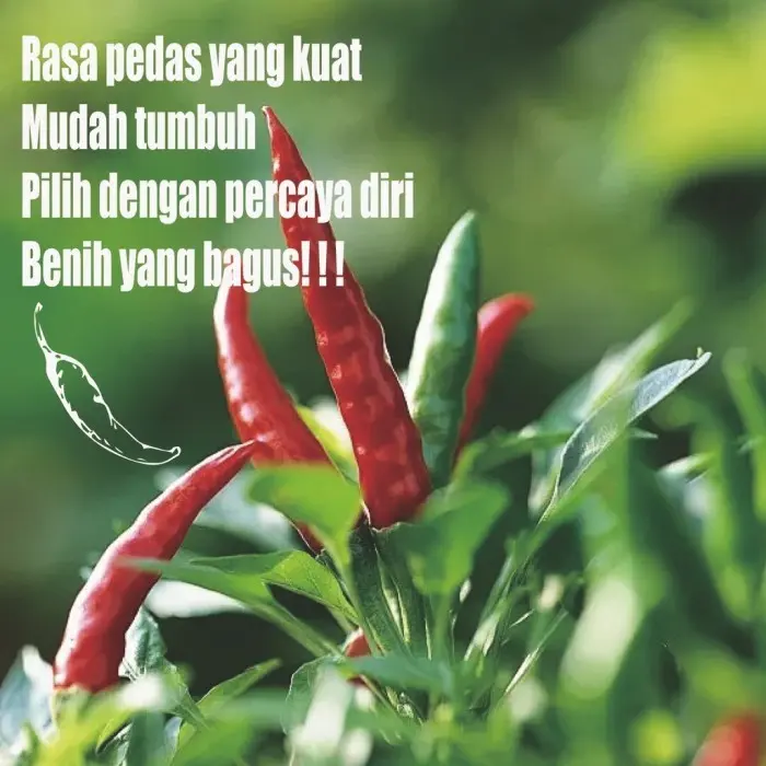 Cabai Jepang Benih Sayuran Benih Bibit Biji Super Cabai Cabe Rawit Benih Cabai Rawit Tumpuk Jepang 3 packet 3