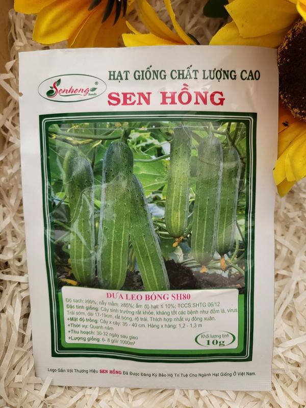  Hạt Giống Dưa Leo lai F1 Sen Hồng SH 80  Gói 10 Gam  