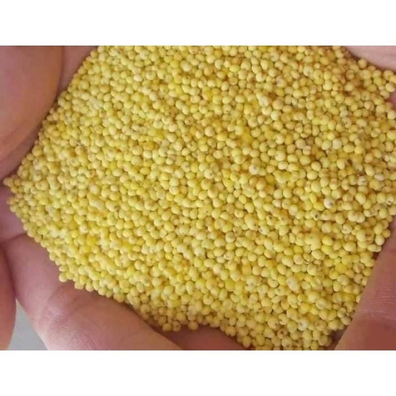 1kg Hạt kê nếp vàng Nghệ An (tách vỏ) Food