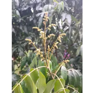 Booster kelengkeng 500gr 2pack