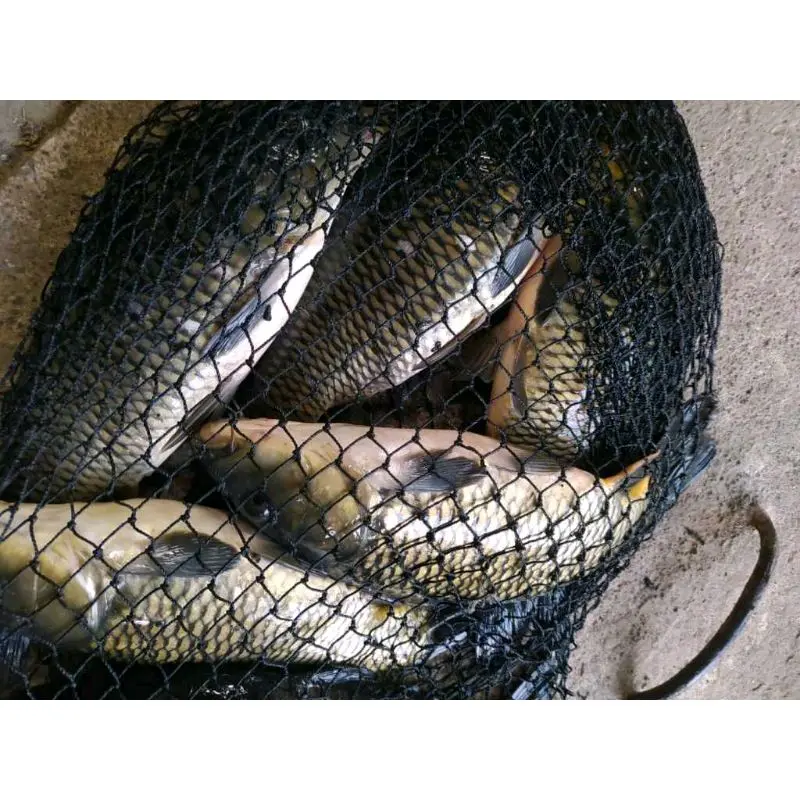 Essen ikan mas ikan rame aroma stroberi nangka susu granium essen ikan mas paling gacor-124 2