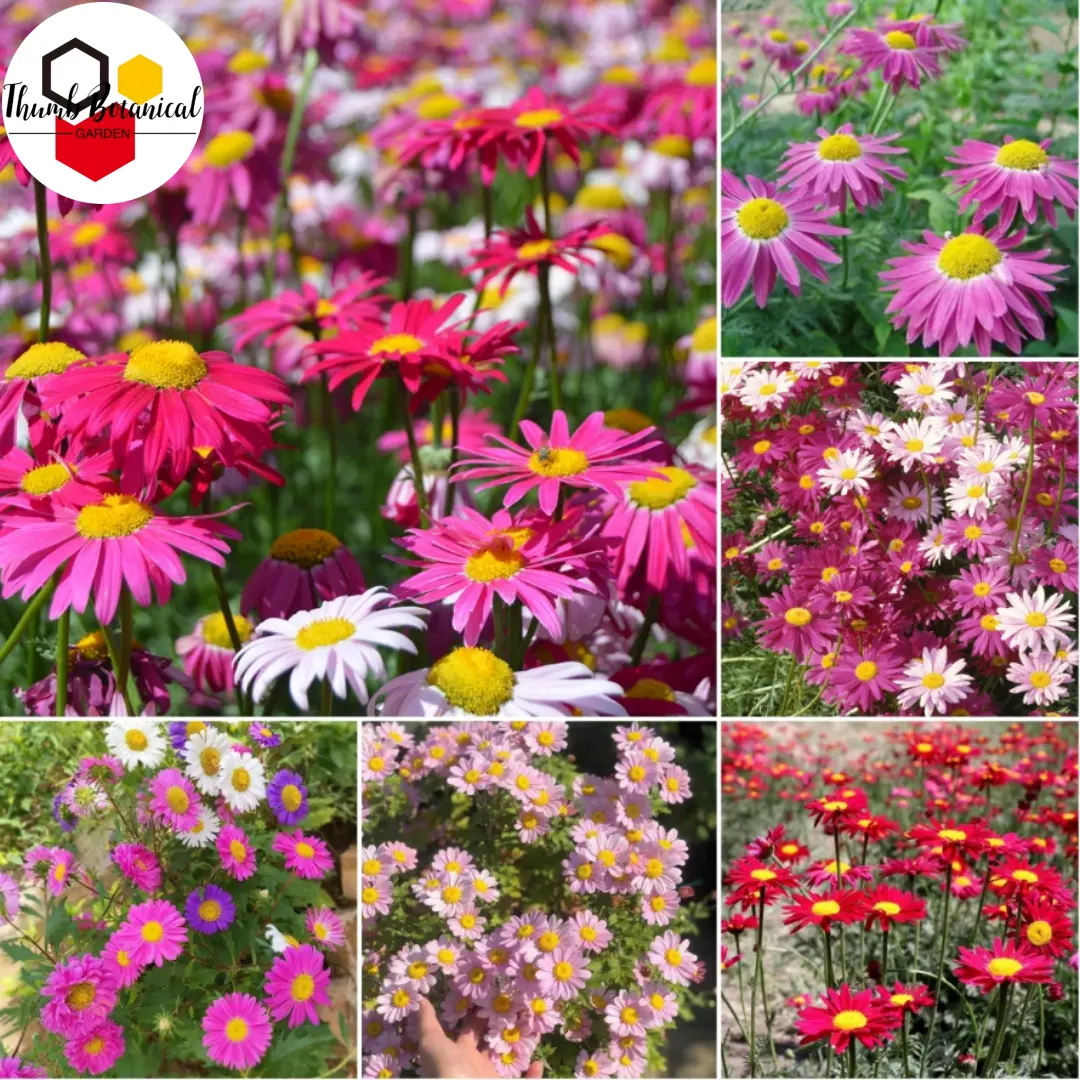 20seeds/pack Pyrethrum Flower Seeds - Natural Insect Repellant Rainbow ...