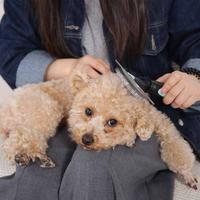 Gambar PAWS N TAIL SISIR SLICKER UKURAN LARGE dari AZKO ID Kota Surabaya 2 Tokopedia