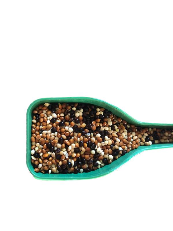  CỎ THÁI 5 MÀU 5kg -Dùng cho chim cu gáy vẹt chuột hamster ,.... Hạt to sạch đẹp. hình ảnh và video sản phẩm do shop tự chụp không chỉnh sửa 