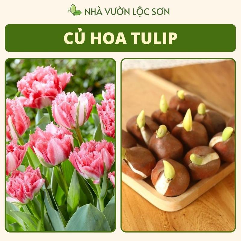 Combo 10 củ tulip cánh kép mix nhiều màu củ hoa hà lan