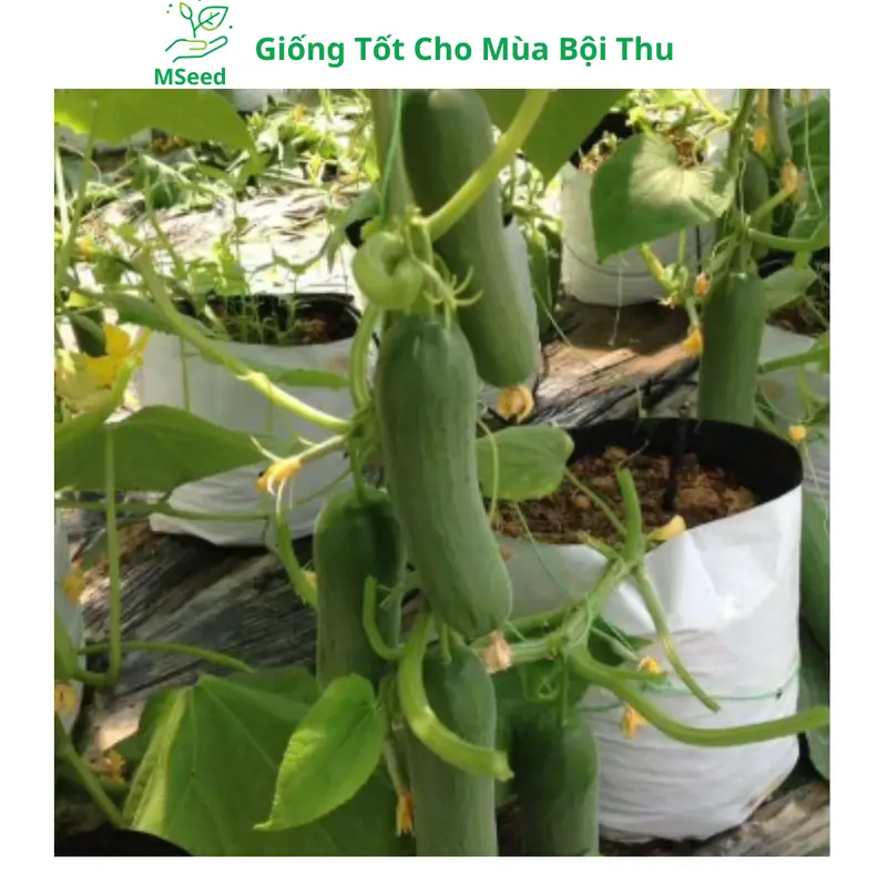 Hạt giống Dưa Leo Chùm siêu trái, Dưa Chuột Chùm dễ trồng năng suất cao - Mseed 2