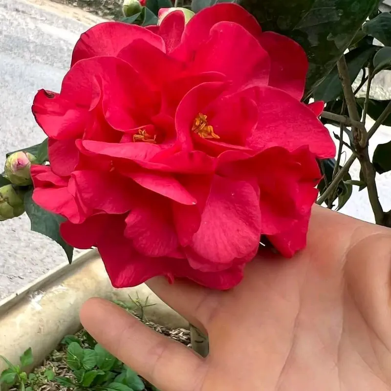 Trà mi giống cây cao 30cm 5k 1 cây 2