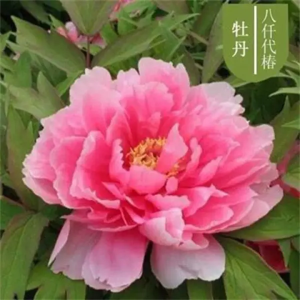 100 Peony Seeds Garden Potted Balcony Indoor Outdoor Planting Flower Seeds