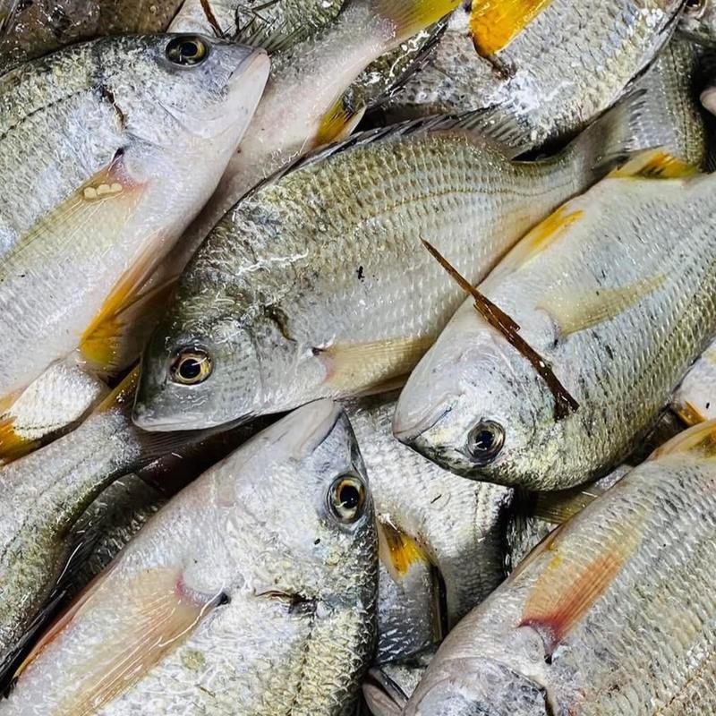 Mồi bột Ikada , iso chuyên Tráp , Hanh, rìa, bagai, cá song Fishing 2