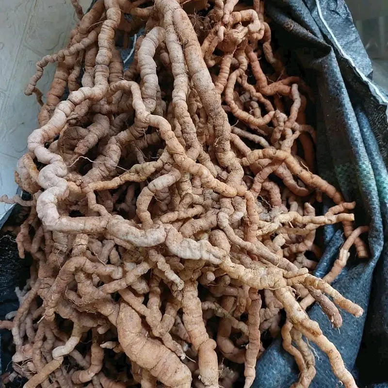 1kg trà 3 ki/ch tím Việt tách bỏ lõi 2