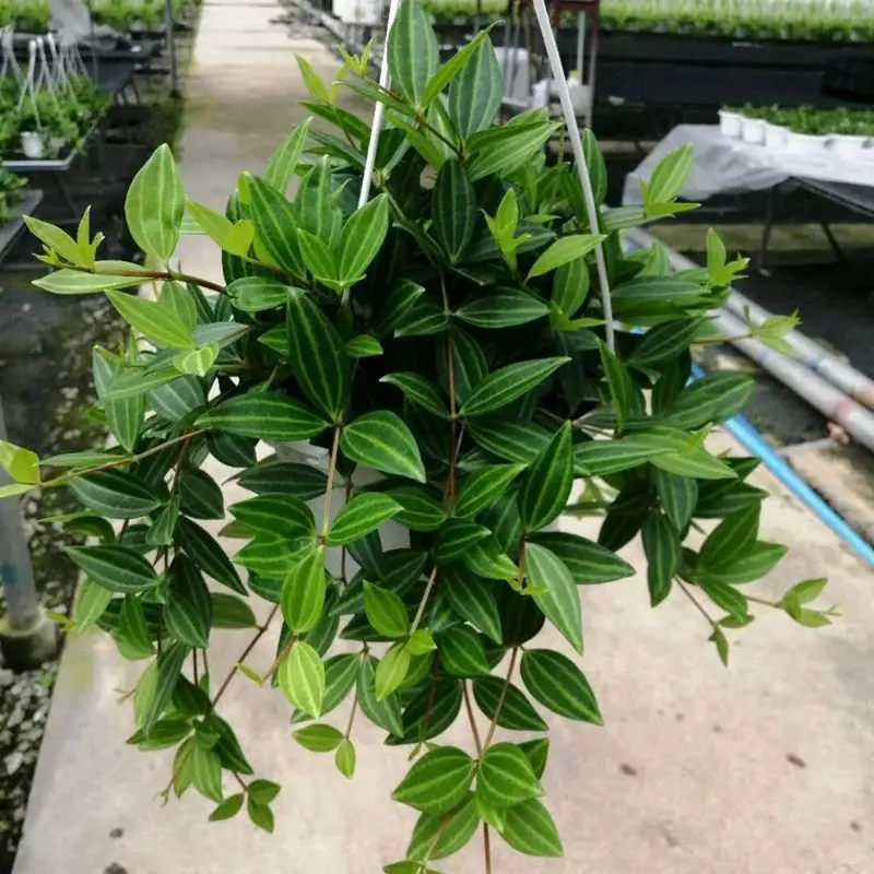 Chậu cây Bình an treo sức sống cao, Tiệm cây xanh lá 2