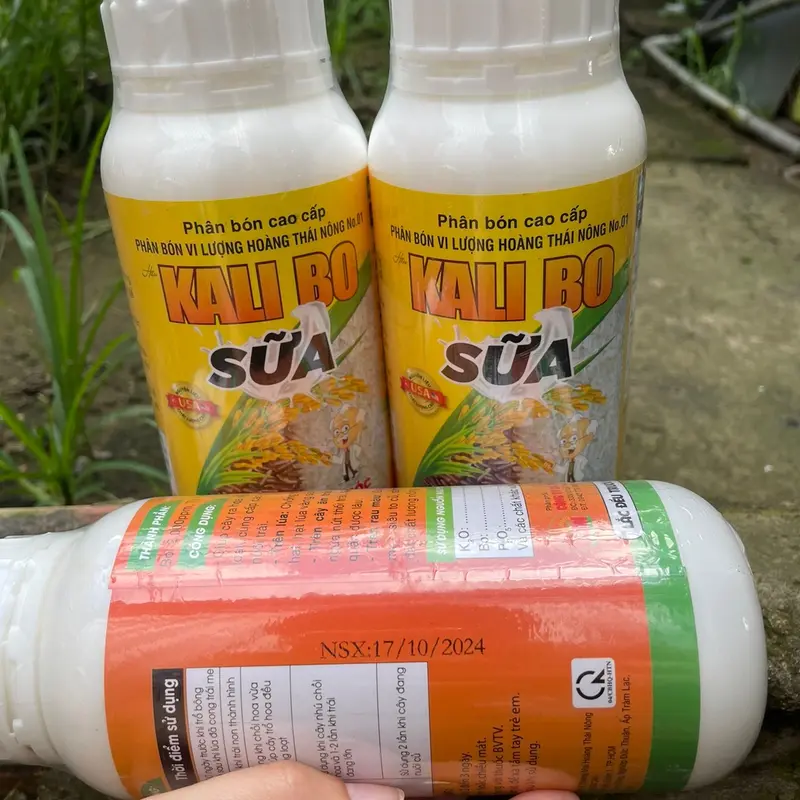 Kali Bo Sữa 500ml - to trái, lớn trái, to hạt, nặng kí, cứng cây, dày lá. 4