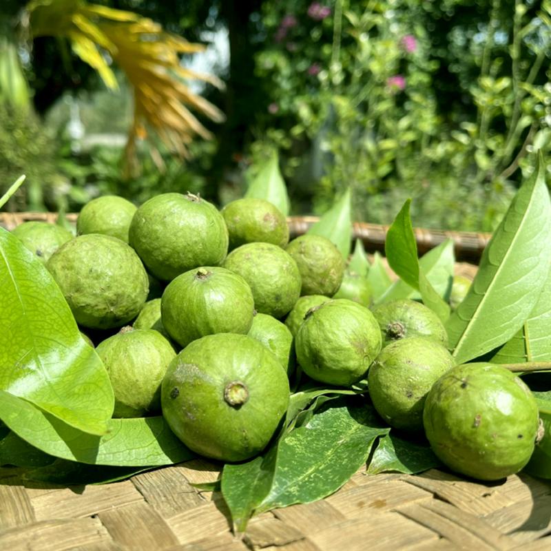 Sấu Ngâm Đường Ông Thọ Hôp 1Kg Đặc Sản Hà Nội Chua 6