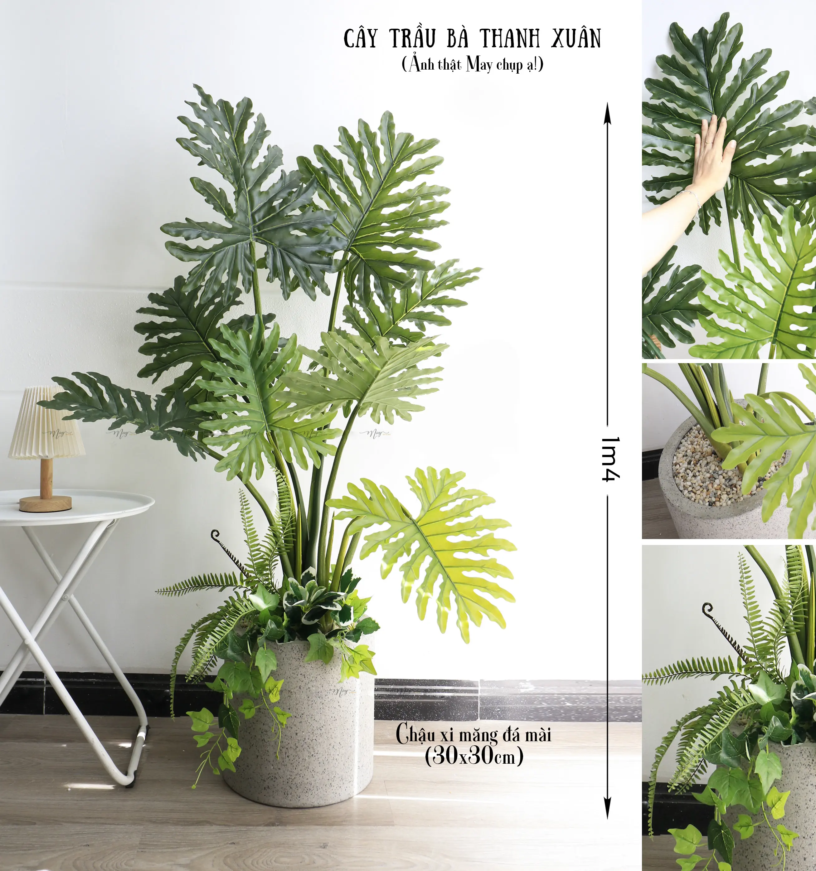 Cây nhân tạo,Trầu bà Thanh Xuân Lá To cao cấp trang trí nhà cửa Decor Phòng
