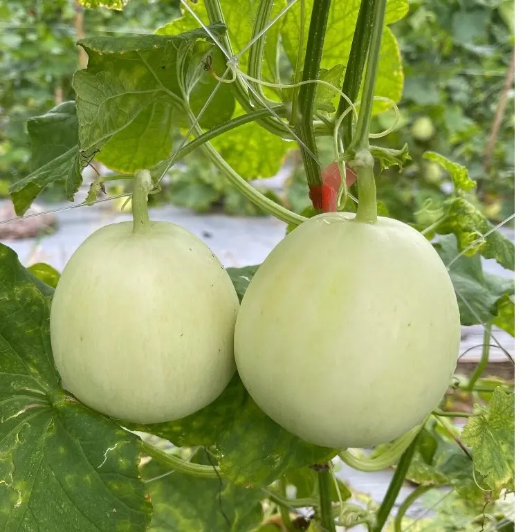 Hạt giống dưa lê F1 [ chuẩn giống nhà vườn ]