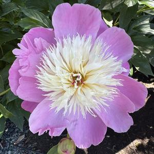 100 Semillas de Peonía 'Belleza Seductora' Flores Grandes Dobles Rosa Encantador Planta Perenne Flor Ornamental Ideal para Jardín y Hogar
