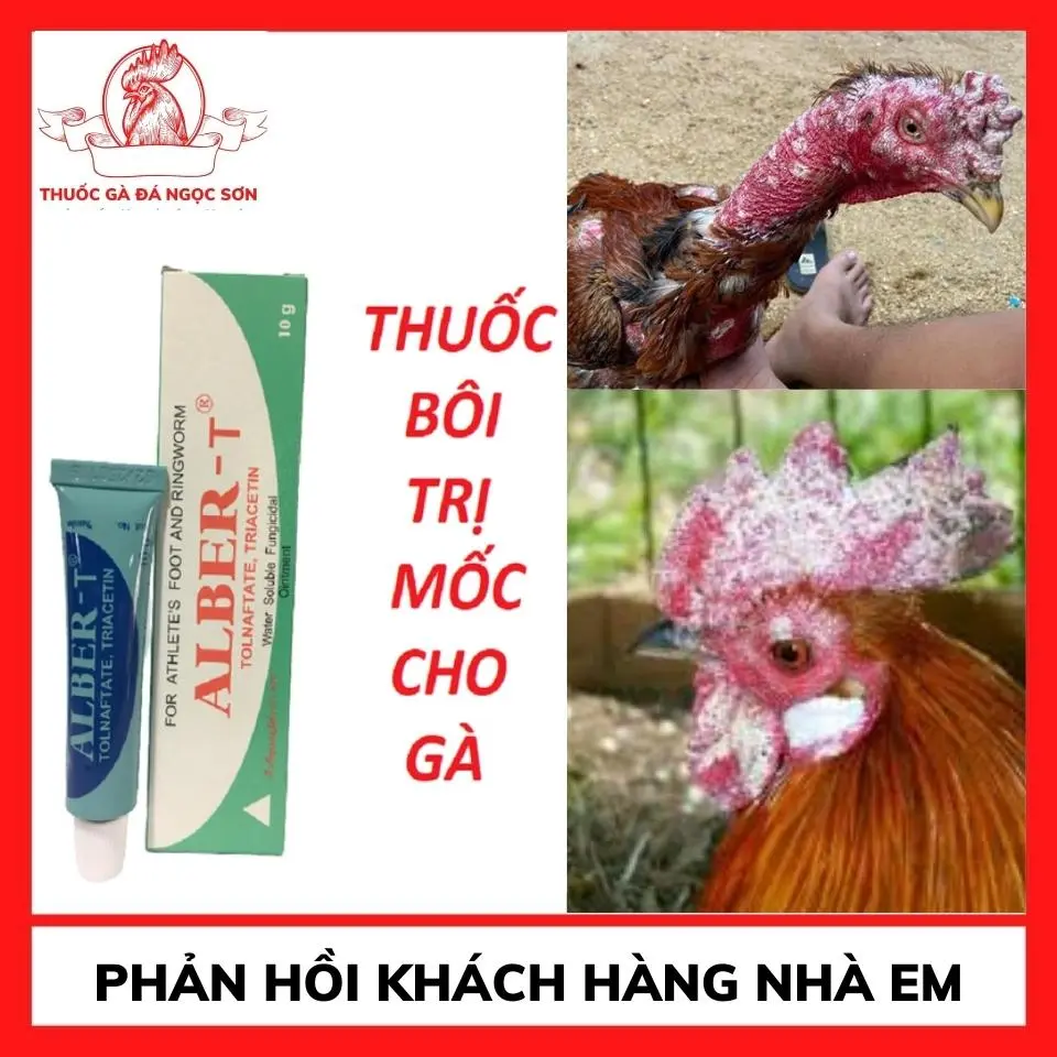 Bôi mốc thái lan cho gà chọi ,Gà bị lác nặng toàn thân