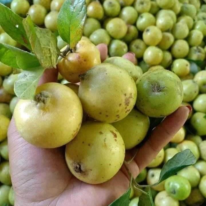 Táo Mèo Nguyên quả 3kg - Đặc Sản Đồ Ngâm Tây Bắc Food Thức Ăn Ăn Vặt