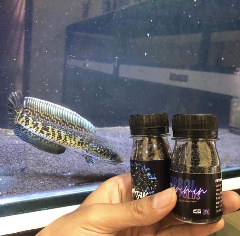 Cám Catik - Nữ Hoàng | Hỗ Trợ Kì Cao - Màu | Thức Ăn Cá Lóc Nữ Hoàng