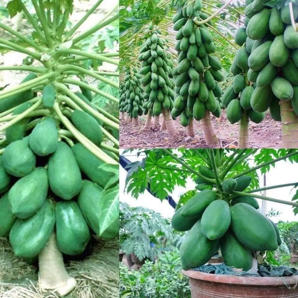 Hạt giống đu đủ lùn siêu quả 35k/gói (150 hạt )
