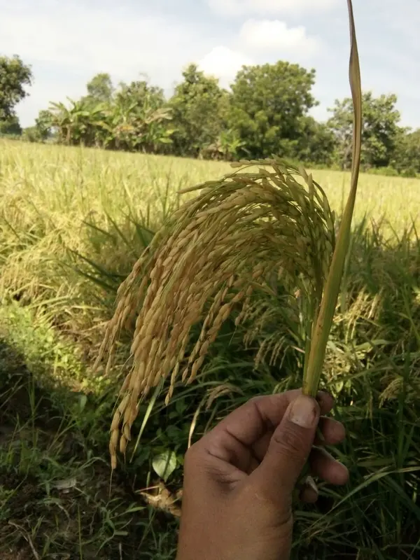 Benih Padi Unggul MSP Sertani 14 Bibit 1 kg 3