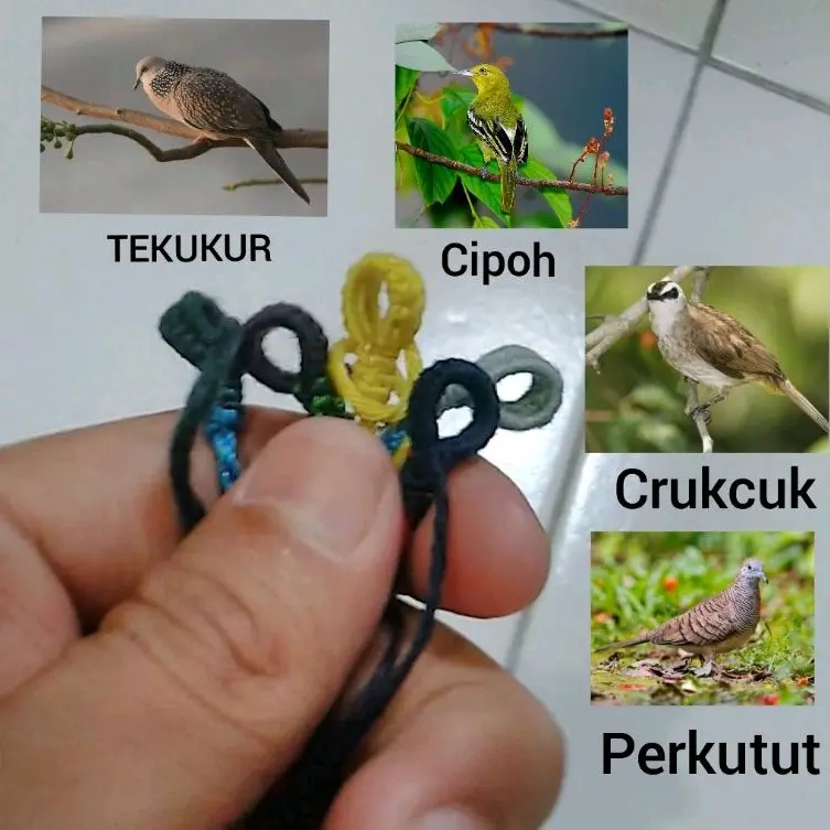 TALI PAUT TALI KAKI BURUNG CRUKCUK,TEKUKUR,PERKUTUT,CIPOH DAN SEJENISNYA