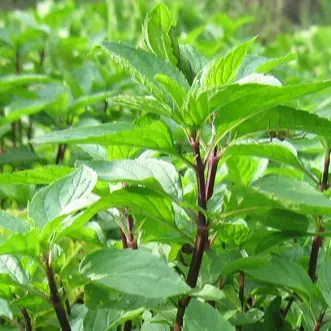 Hạt giống rau húng quế (húng chó)- Shop hạt giống Tạ Gia Trang