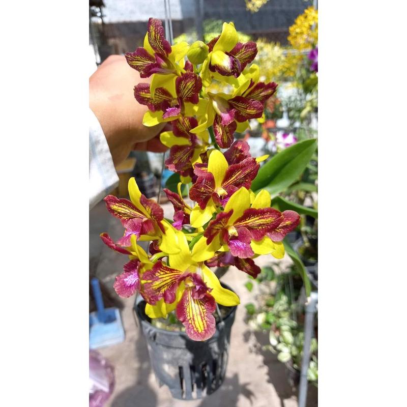 Dendro đột biến 3 vàng 3 đỏ - Shop Hoa Lan KIMAN 7