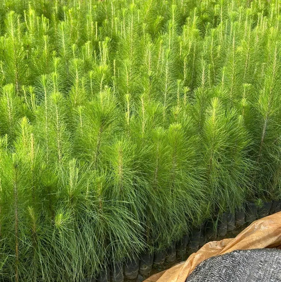 cây giống thông cao 20 30cm