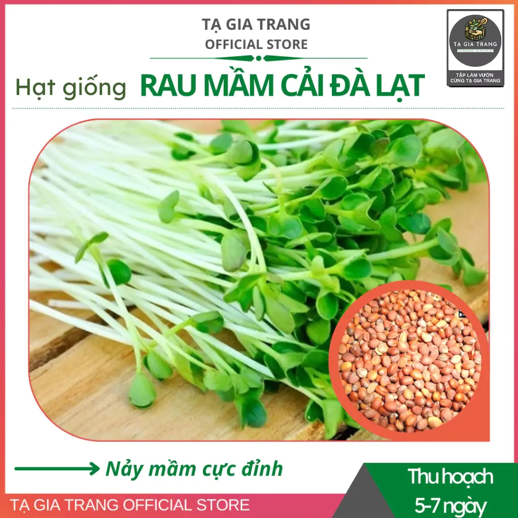 Hạt giống rau mầm cải xanh Đà Lạt