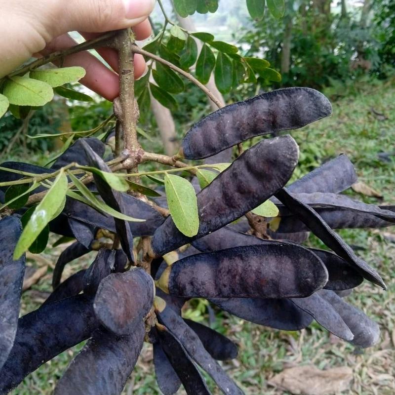  Bồ kết nhặt rụng khô già mẩy quả 