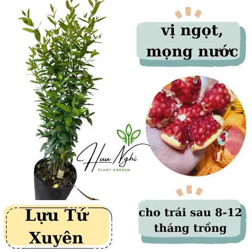 Cây giống Lựu đỏ Tứ Xuyên, cây gieo hạt