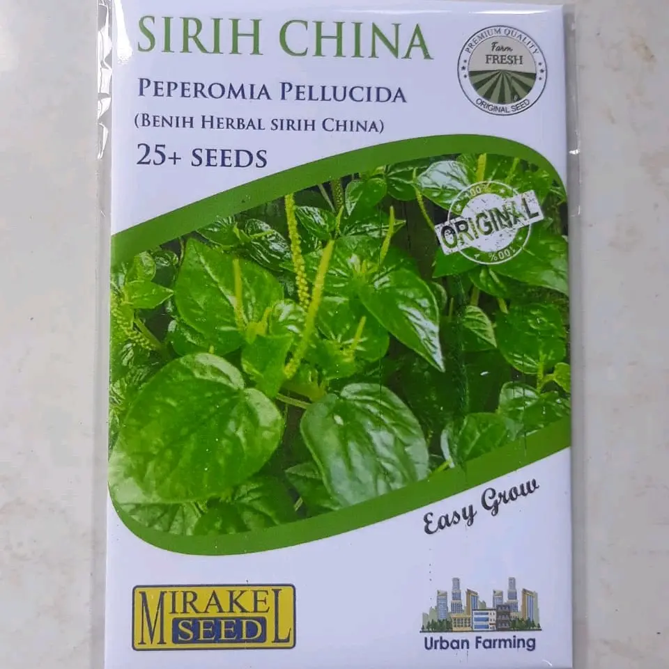 BENIH TANAMAN HERBAL SIRIH CINA 25 SEED Dekorasi