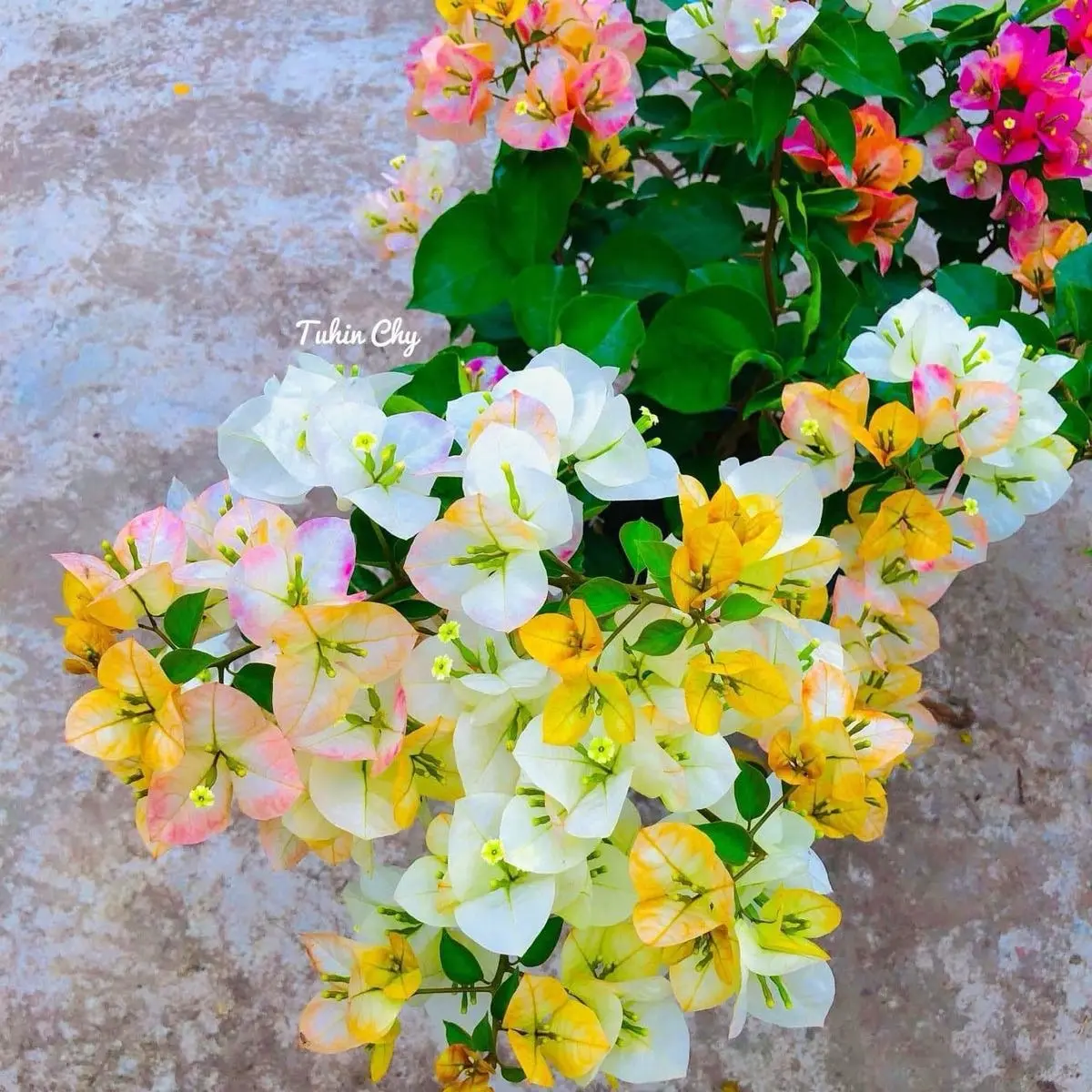 HOA GIẤY GOLDEN SUNSHINE NGUYÊN BẢN CHẬU C10