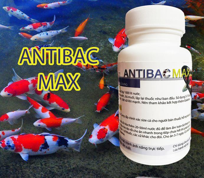  Antibac Max diệt khuẩn trị bệnh lở loét đục mắt thối mang cá cảnh cá Koi chai 100ml dạng chất lỏng 