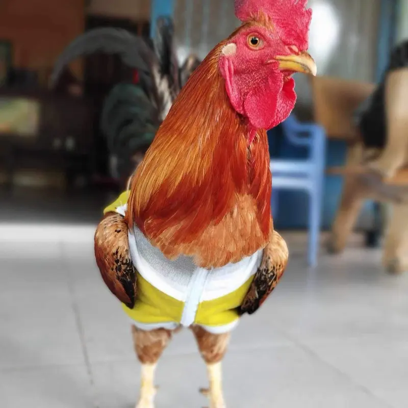 Gà tập lực, Gà thú bông 3D - Bông mềm - Áo khoác cho gà 3