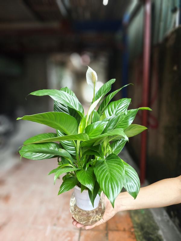Các mẫu cây thuỷ sinh+bình thuỷ tinh (trầu bà ,vạn lộc,kim tiền...vv) 6