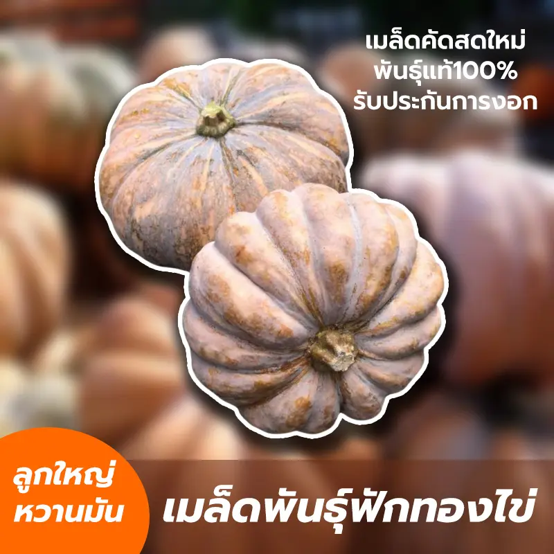 เมล็ดพันธุ์ฟักทองไข่ลืมผัว ลูกใหญ่ เนื้อแน่น ซองละ 10 g