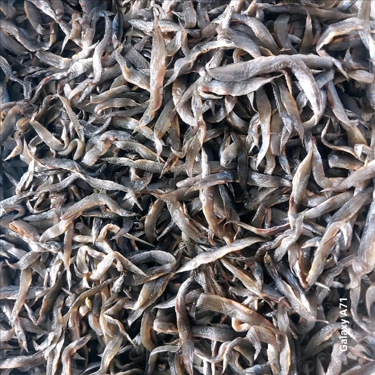 Khô Cá Chạch Đồng 2 Nắng-Loại Chạch Kim - Food