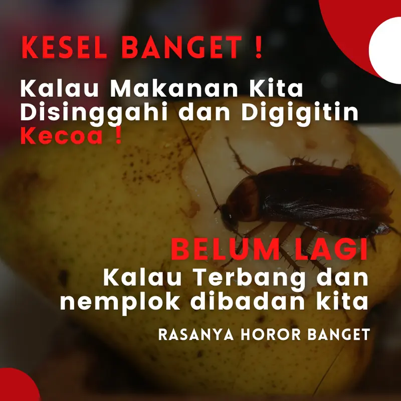 Spray DOTAL For Kecoa - Repellent Anti-Kecoak Alami 2