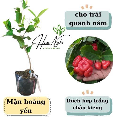 Cây giống Mận hoàng yến, cho trái quanh năm