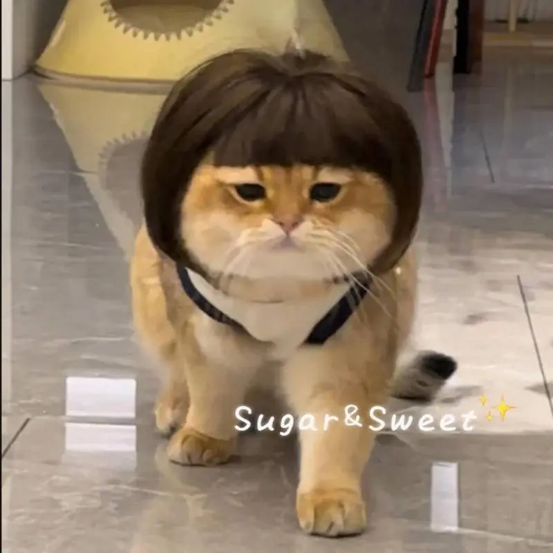 Pet Cat Wig Bob with Bangs Cat Headgear Hair Accessories for Dogs Pet Drag Hat Pet Lace Wig
