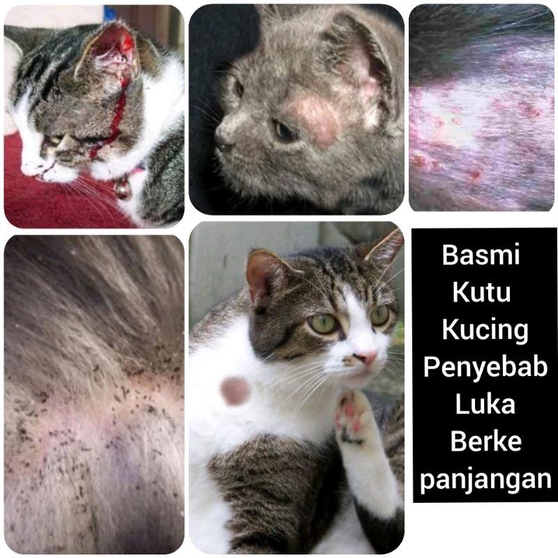 Sisir Kutu kucing 2