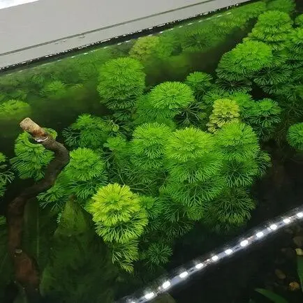 (5 nhánh KHÔNG ĐẾ) Nhánh cây thuỷ sinh Tiểu Bảo Tháp phù hợp cắt cắm xuống nền, không cần CO2, chơi hồ trong nhà và ngoài trời đều được 0
