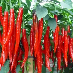 120 BUTIR BIJI/BENIH CABE MERAH BESAR