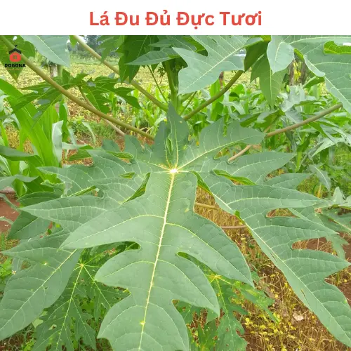 500gram Lá Cây Đu Đủ Đực Tươi - Lá Đu Đủ Đực Phơi Khô Tự Nhiên. 7