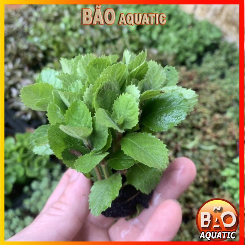 Product Introduction of Cây thủy sinh Lá Cạn phổ biến dễ trồng không cần co2 phát triển nhanh chưa bao gồm phân nền 30